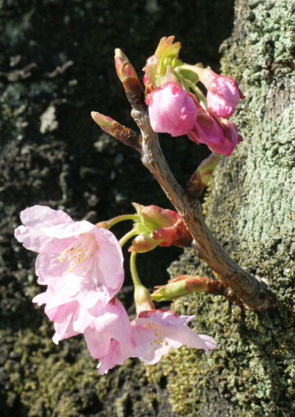 代官町通りのヨウコウが咲き始めました