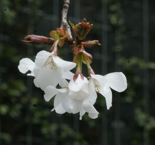 オオシマザクラが咲き始めました