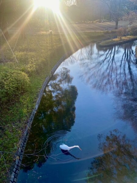 爽やかな朝の北の丸公園