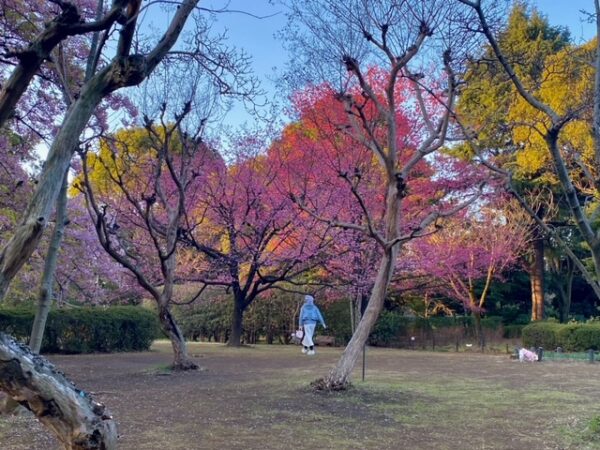 春の訪れ､北の丸公園