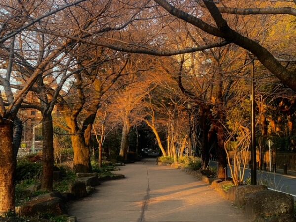 朝光に赤く燃ゆる千鳥ヶ淵緑道