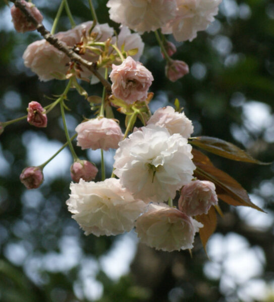 フゲンゾウが咲き始めました