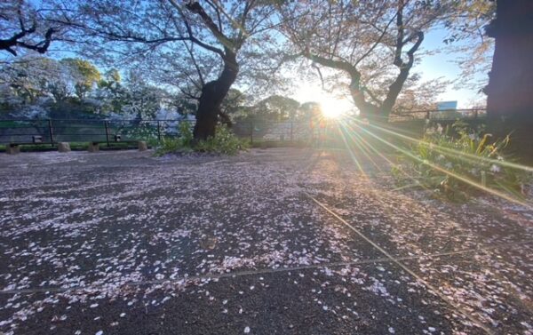 散りゆくさくら🌸も美しく