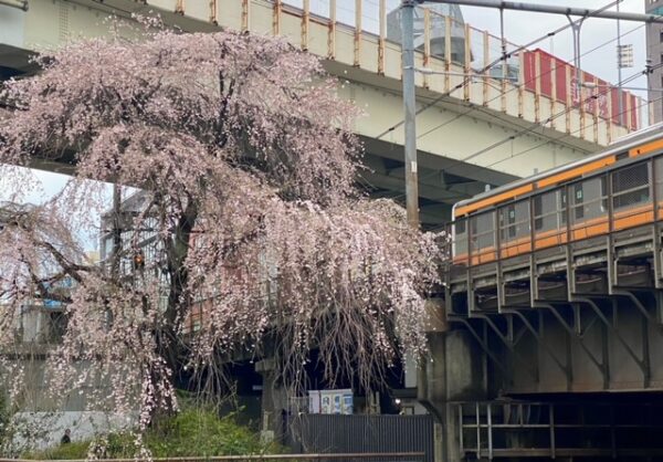 枝垂れ桜🌸も満開です！