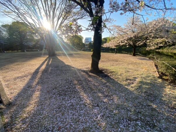 散りゆくさくら大地でも輝く