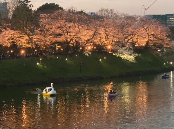 夜桜を楽しむ