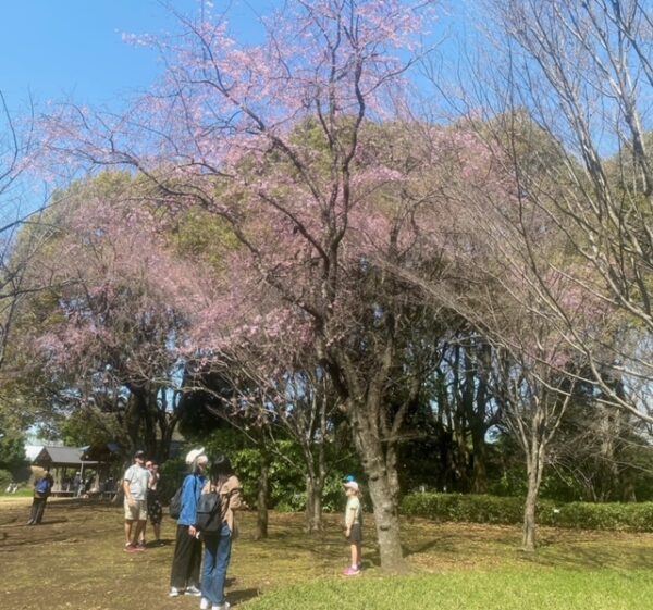 桜は綺麗ねー❣️見上げる人達❣️