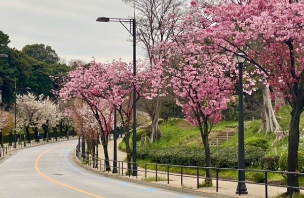 桜🌸満開､代官町通り
