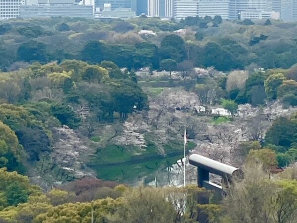 桜🌸満開近づく、千鳥ヶ淵