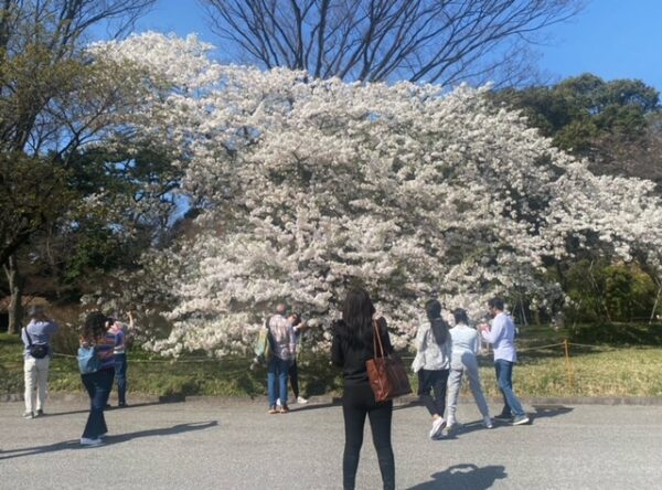 桜🌸咲き春を楽しむ