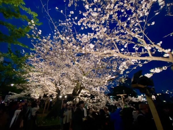幽玄の千鳥ヶ淵夜桜