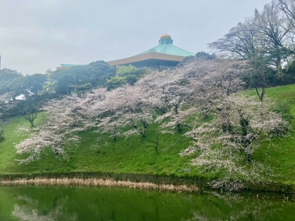 牛ヶ淵から眺める桜の武道館