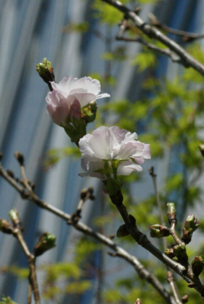 アマノガワが咲き始めました