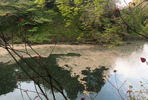 最後の花筏の千鳥ヶ淵