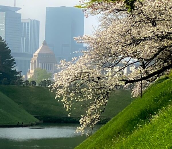 国の中枢千代田区､日本の中心の桜