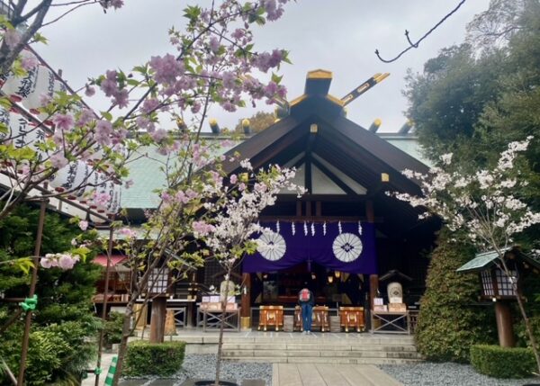 桜花の東京大神宮