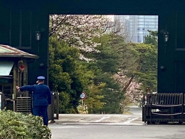 まさに皇居の桜🌸乾門の春