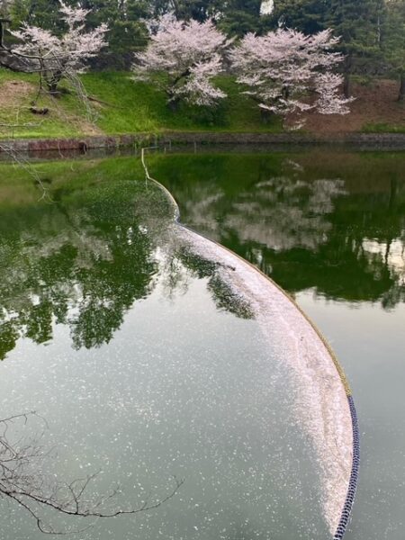 さくらの花筏🌸ダム