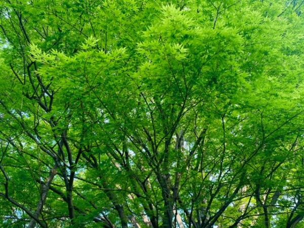 もみじは紅葉も良いけど新緑最高
