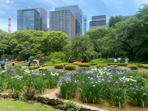 満開の都心の菖蒲田