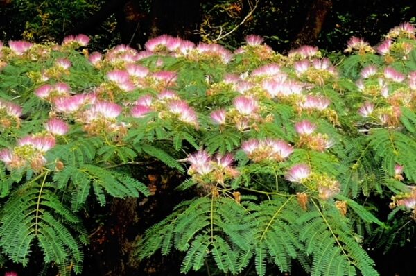 優しいピンクの花　合歓の花