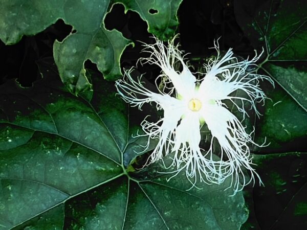 早朝しか咲かない花　烏瓜の花