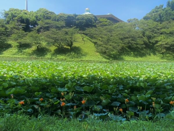 やぶかんぞうと武道館