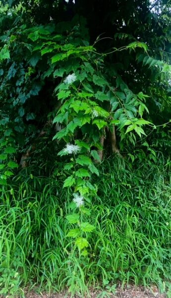 烏瓜の枝垂れ、花のつる