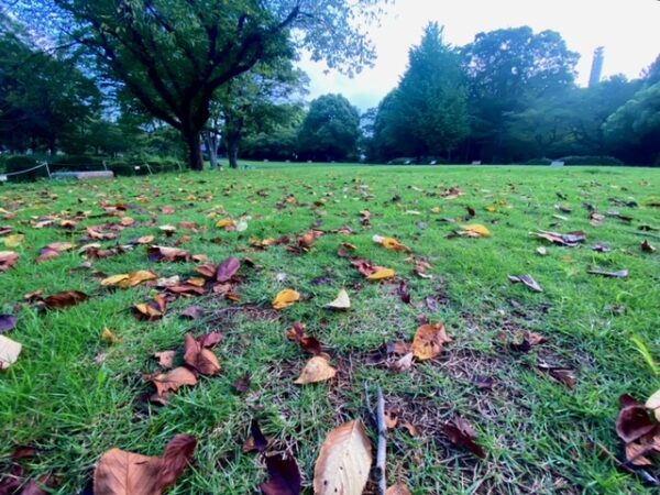 秋が近づく北の丸公園