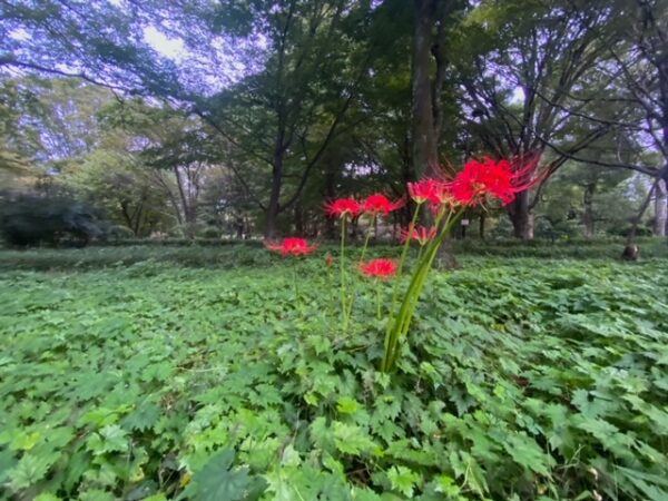 やっと咲きました､北の丸公園の彼岸花