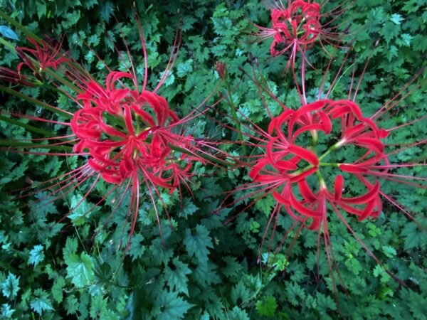 彼岸花の花模様