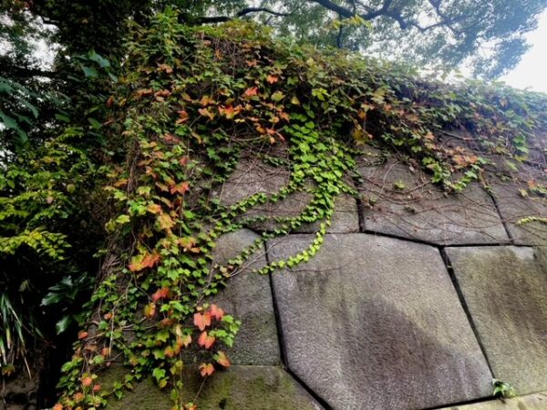 皇居の石垣も紅葉しました