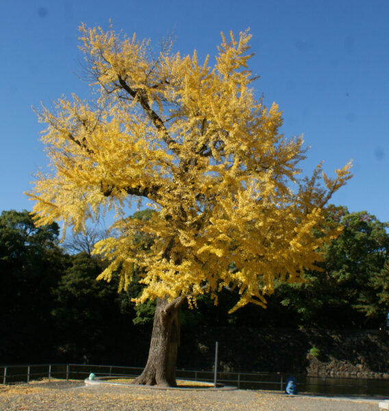 震災イチョウが黄葉しています