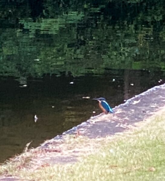 北の丸公園のカワセミ