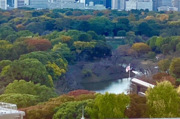 北の丸公園の黄葉