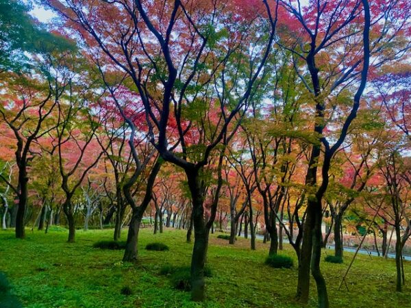 北の丸公園紅葉林