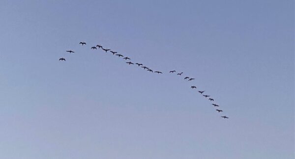 皇居の上に渡り鳥の雁
