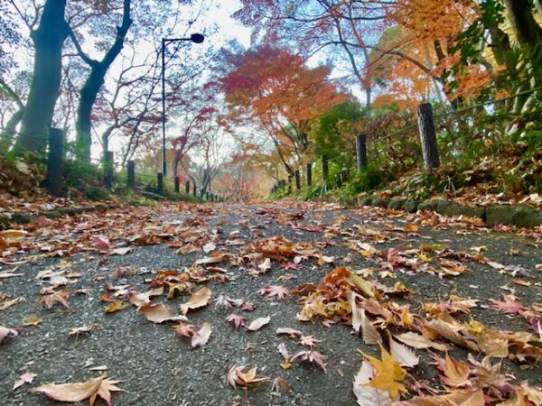 晩秋の散歩道