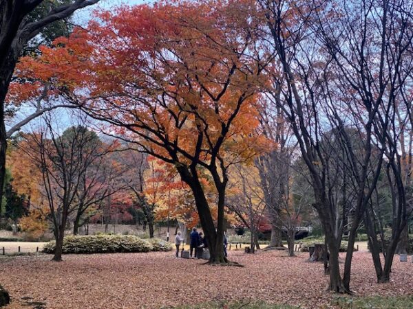 晩秋の北の丸公園