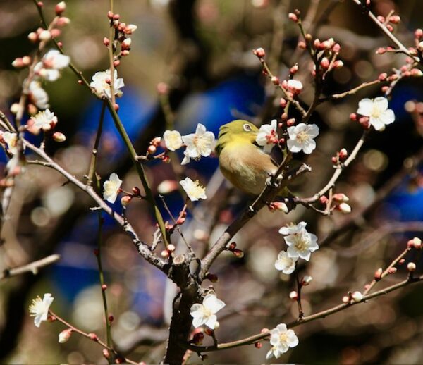 梅の花が咲きメジロが来ました