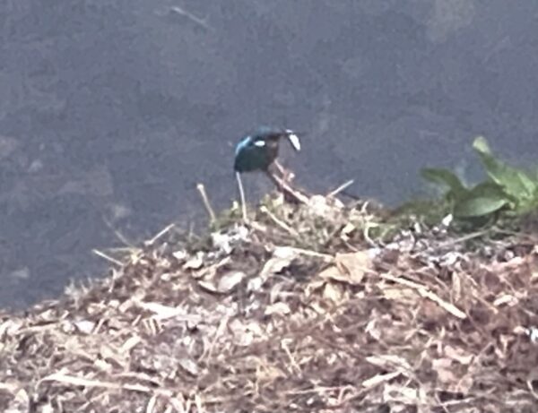 千代田のお濠のカワセミ