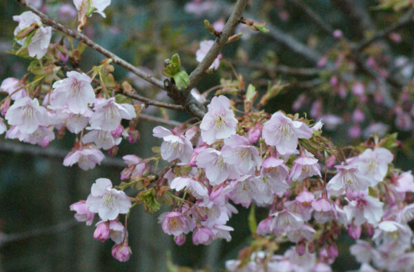 Otemachi One Gardenのカワヅザクラ