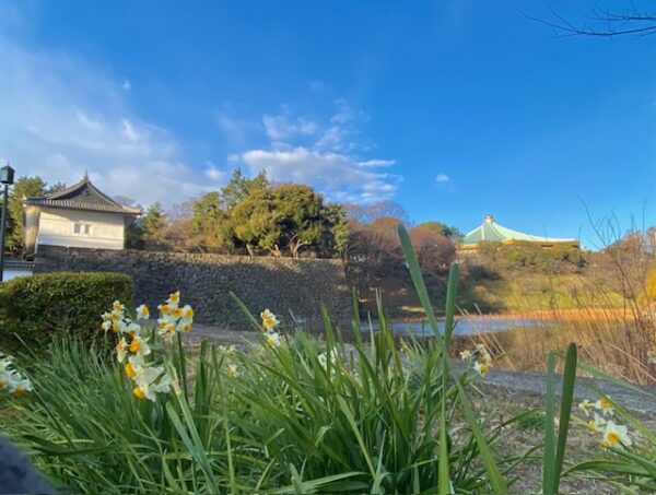 水仙咲く清水門