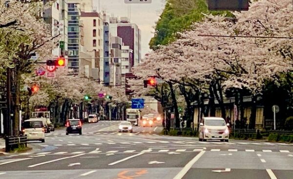 桜満開の靖國通り