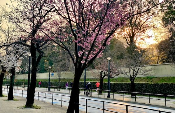 千代田の桜通り間近
