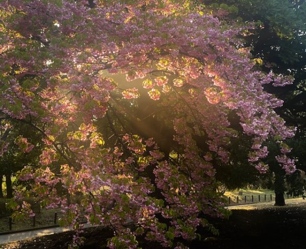 早咲き桜に光の輪
