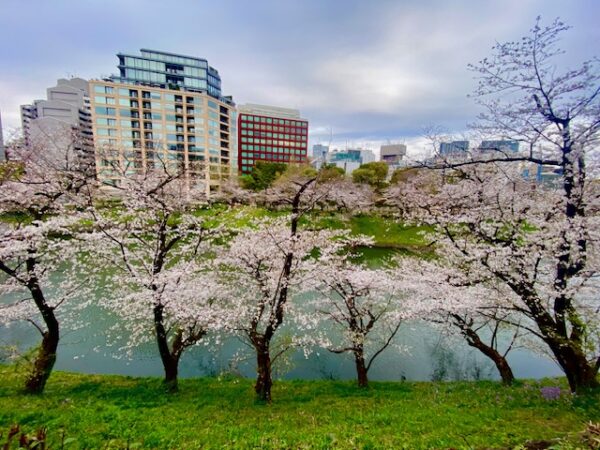 北の丸公園西側の桜