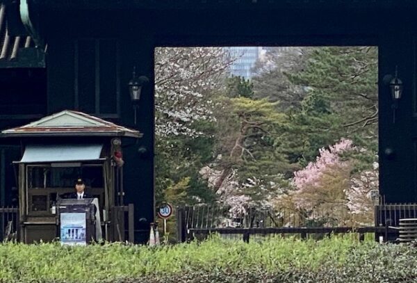 皇居乾門の桜