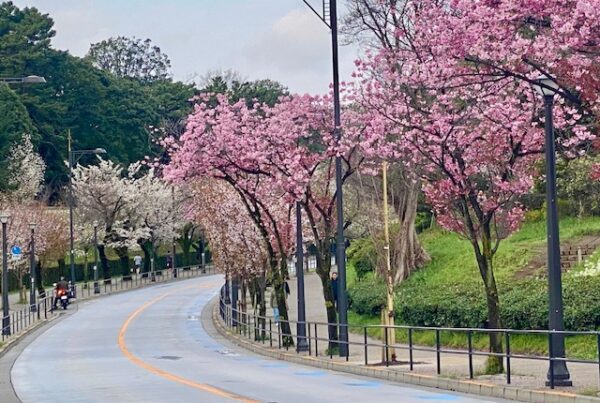 千代田の桜街道