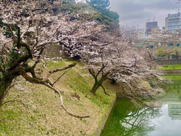 千鳥ヶ淵の桜は４分咲き位